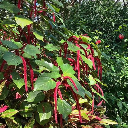 Finca Mystica Merida ภายนอก รูปภาพ