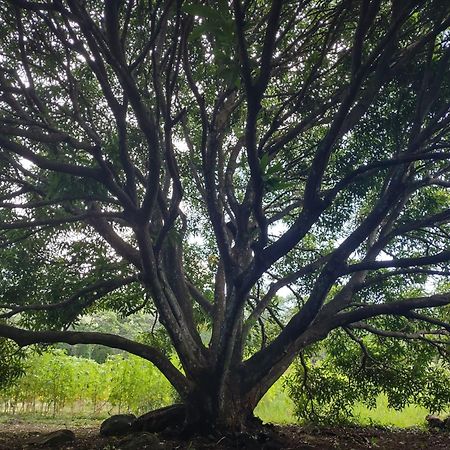 Finca Mystica Merida ภายนอก รูปภาพ