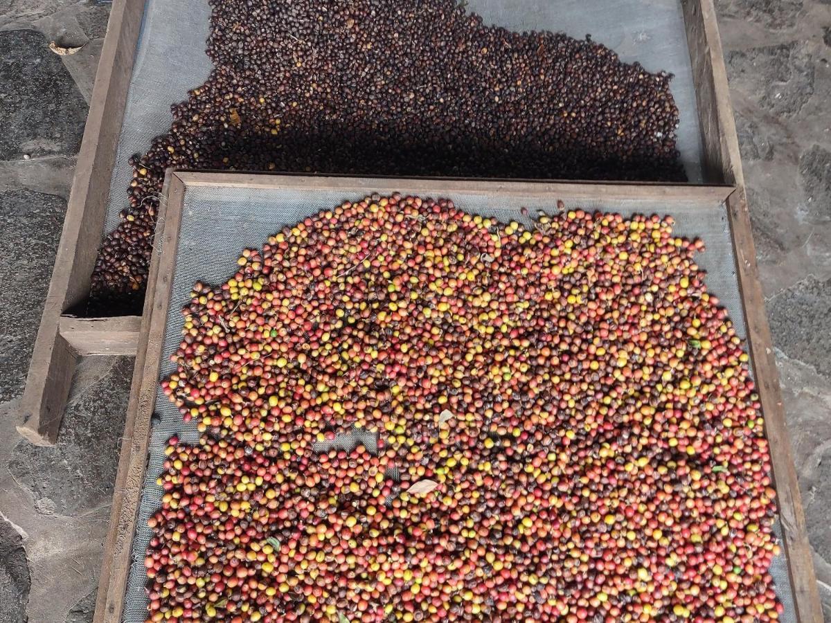 Finca Mystica Merida ภายนอก รูปภาพ